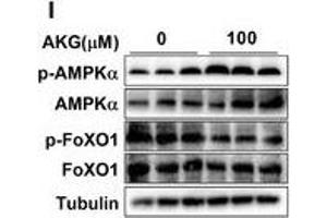 Image no. 1 for anti-SNF1A/AMP-Activated Protein Kinase (SNF1A) (pThr172) antibody (ABIN6136010)
