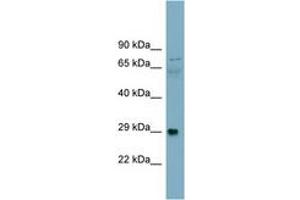 Image no. 1 for anti-Dystroglycan 1 (DAG1) (AA 323-372) antibody (ABIN6743420)