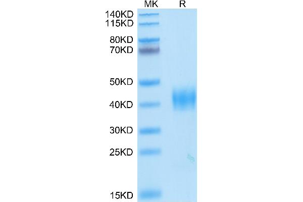 SARS-CoV Spike Protein (RBD) (His-Avi Tag)