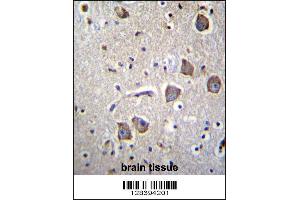 Image no. 2 for anti-Neuritin 1-Like (NRN1L) (AA 40-69) antibody (ABIN656859)