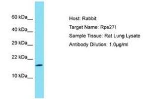 Image no. 1 for anti-Ribosomal Protein S27L (RPS27L) (C-Term) antibody (ABIN6750509)