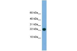 anti-Processing of Precursor 5, Ribonuclease P/MRP Subunit (POP5) (Middle Region) antibody