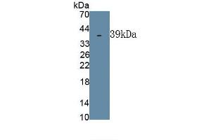DSPP antibody  (AA 82-326)
