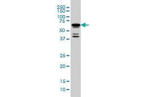 Image no. 2 for anti-POU Class 3 Homeobox 2 (POU3F2) (AA 1-67) antibody (ABIN562322)