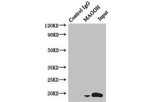 MAGOH Antikörper  (AA 1-146)