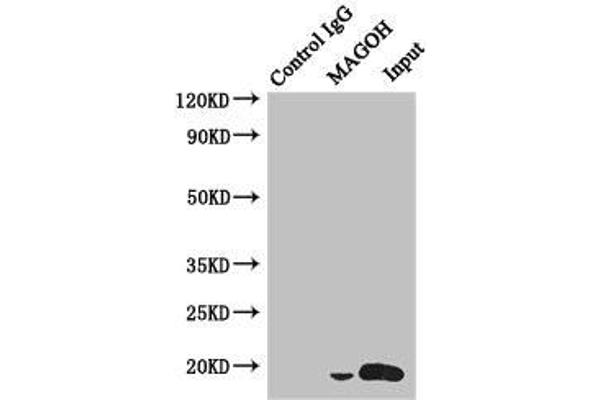 MAGOH anticorps  (AA 1-146)