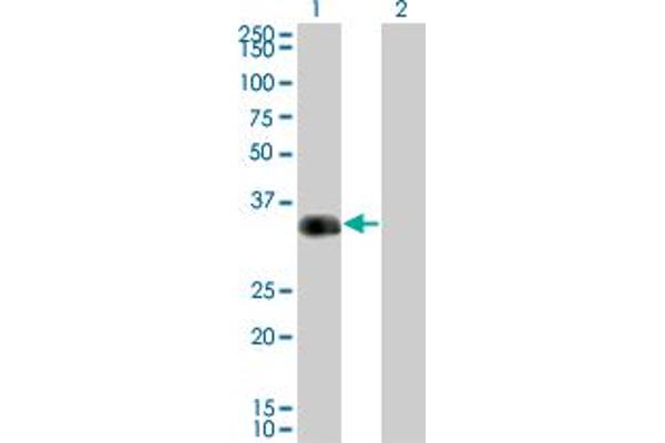 CRX antibody  (AA 1-300)