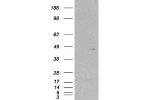Image no. 1 for anti-Src Kinase Associated Phosphoprotein 2 (SKAP2) (C-Term) antibody (ABIN184706)