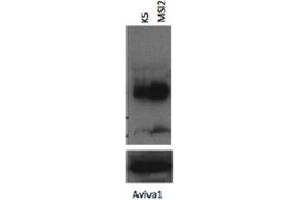 Image no. 2 for anti-Musashi Homolog 2 (MSI2) (N-Term) antibody (ABIN2776629)