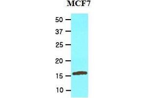 UBE2L6 antibody  (N-Term)