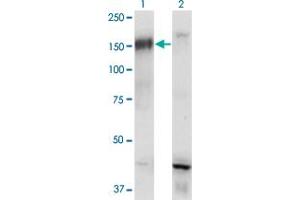 BCR antibody  (AA 182-280)