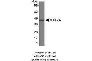 Image no. 1 for anti-Methionine Adenosyltransferase I/II, alpha (MAT1/2A) (AA 100-200) antibody (ABIN363648)