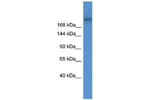 Image no. 1 for anti-ATP-Binding Cassette, Sub-Family A (ABC1), Member 7 (ABCA7) (Middle Region) antibody (ABIN2781526)