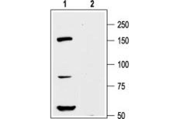 anti-Potassium Voltage-Gated Channel, Subfamily H (Eag-Related), Member 8 (KCNH8) (AA 143-157), (Intracellular), (N-Term) antibody