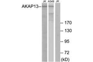 Image no. 1 for anti-A Kinase (PRKA) Anchor Protein 13 (AKAP13) (AA 721-770) antibody (ABIN1533849)