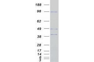 Image no. 1 for rho Guanine Nucleotide Exchange Factor (GEF) 15 (ARHGEF15) protein (Myc-DYKDDDDK Tag) (ABIN2714891)