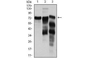 Image no. 1 for anti-Yes-Associated Protein 1 (YAP1) antibody (ABIN969574)