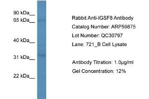 Image no. 2 for anti-Immunoglobulin Superfamily, Member 8 (IGSF8) (Middle Region) antibody (ABIN2788247)