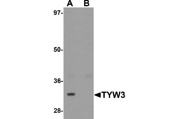 anti-tRNA-YW Synthesizing Protein 3 Homolog (TYW3) (Middle Region) antibody