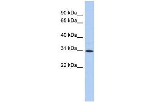 anti-Zinc Finger Protein 771 (ZNF771) (N-Term) antibody