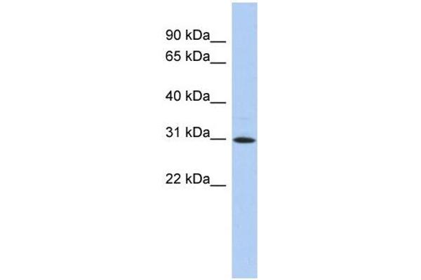 anti-Zinc Finger Protein 771 (ZNF771) (N-Term) antibody
