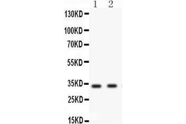 BIRC7 antibody  (AA 87-298)