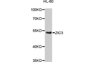 Image no. 1 for anti-Zic Family Member 3 (ZIC3) antibody (ABIN6293998)