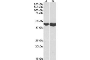 Image no. 2 for Glutamic-Oxaloacetic Transaminase 2, Mitochondrial (Aspartate Aminotransferase 2) (GOT2) (AA 295-306) peptide (ABIN369242)