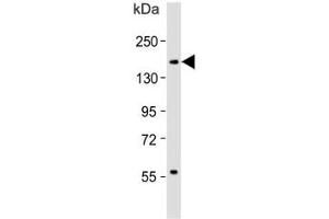 anti-Integrin alpha M (ITGAM) (AA 253-282) antibody