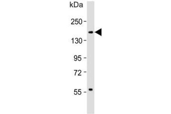 anti-Integrin alpha M (ITGAM) (AA 253-282) antibody