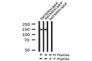 Image no. 3 for anti-Phospholipase C gamma 2 (PLCG2) (pTyr1245) antibody (ABIN6269889)