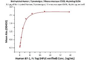 Image no. 1 for CD28 (CD28) (AA 19-152) (Active) protein (His tag,AVI tag,Biotin) (ABIN6972981)