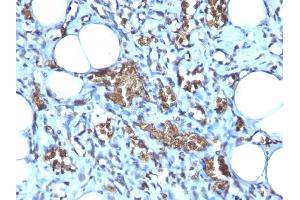 Image no. 2 for anti-Glycophorin A (GYPA) antibody (ABIN6939583)
