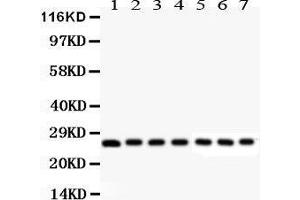 Image no. 2 for anti-Galectin 3 (LGALS3) (AA 153-264) antibody (ABIN3043400)