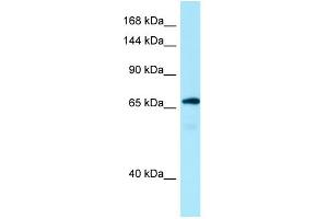 Image no. 1 for anti-MON2 Homolog (Mon2) (C-Term) antibody (ABIN2790268)
