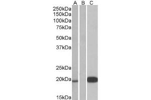 Image no. 1 for anti-Urocortin 3 (UCN3) (Internal Region) antibody (ABIN238662)