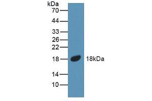 Image no. 2 for anti-Bone Morphogenetic Protein 5 (BMP5) (AA 315-452) antibody (ABIN1175491)