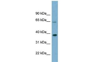Image no. 1 for anti-Sorting Nexin 7 (SNX7) (Middle Region) antibody (ABIN2786908)