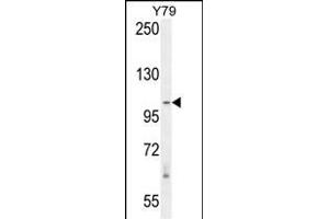 RASAL3 anticorps  (C-Term)