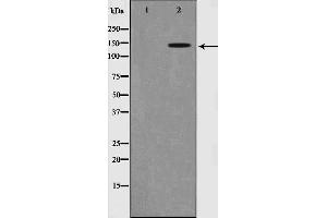 Image no. 1 for anti-Structural Maintenance of Chromosomes 1A (SMC1A) (pSer957) antibody (ABIN6255569)