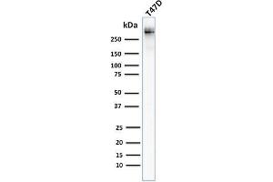 Image no. 1 for anti-Mucin 1 (MUC1) antibody (ABIN6940096)
