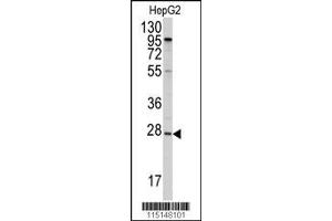 Western Blotting (WB) image for anti-Apolipoprotein A-I (APOA1) (N-Term) antibody (ABIN2159187)