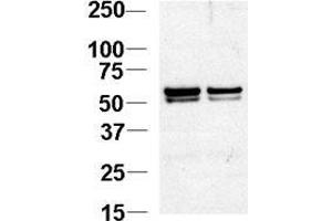 Image no. 1 for anti-Nucleosome Assembly Protein 1-Like 1 (NAP1L1) (AA 1-30), (N-Term) antibody (ABIN388625)