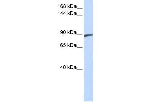 Image no. 1 for anti-Spermatogenesis Associated 5 (SPATA5) (Middle Region) antibody (ABIN2785107)