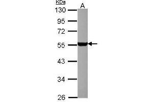 Image no. 2 for anti-Serotonin Receptor 1A (HTR1A) (Internal Region) antibody (ABIN2855909)