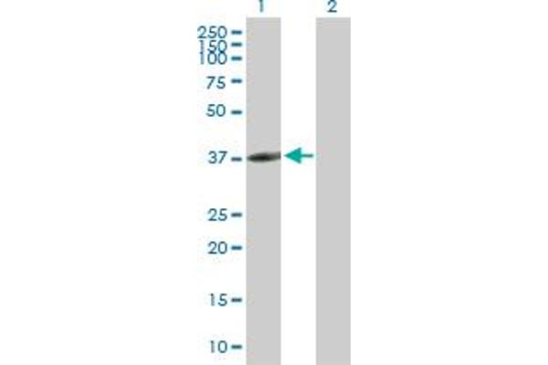 CLEC10A antibody  (AA 1-316)