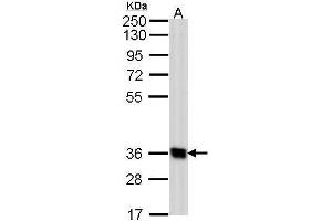 Image no. 2 for anti-G Protein-Coupled Receptor 62 (GPR62) (N-Term) antibody (ABIN2856572)