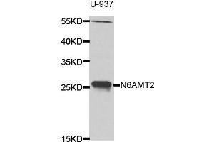Image no. 1 for anti-N-6 Adenine-Specific DNA Methyltransferase 2 (Putative) (N6AMT2) antibody (ABIN4904479)