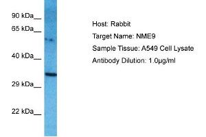 Image no. 1 for anti-NME Gene Family Member 9 (NME9) (Middle Region) antibody (ABIN2791974)
