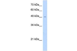 Image no. 1 for anti-Family with Sequence Similarity 113, Member A (FAM113A) (N-Term) antibody (ABIN632679)